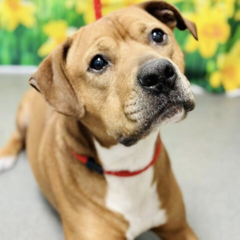 Dexter the shelter dog melts hearts but still waits for his forever home - photo licensed by shore news network.