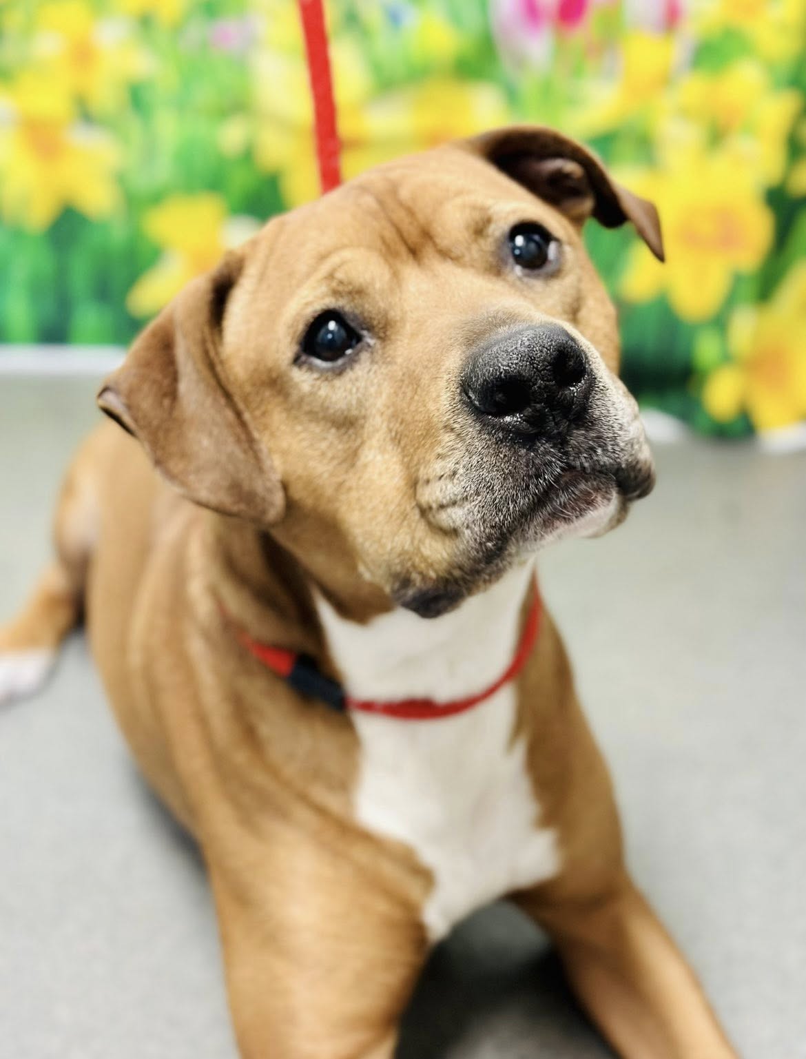 Dexter the shelter dog melts hearts but still waits for his forever home