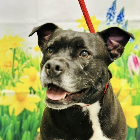 Saphie the pup waits for a second chance after heartbreaking surrender in ocean county - photo licensed by shore news network.