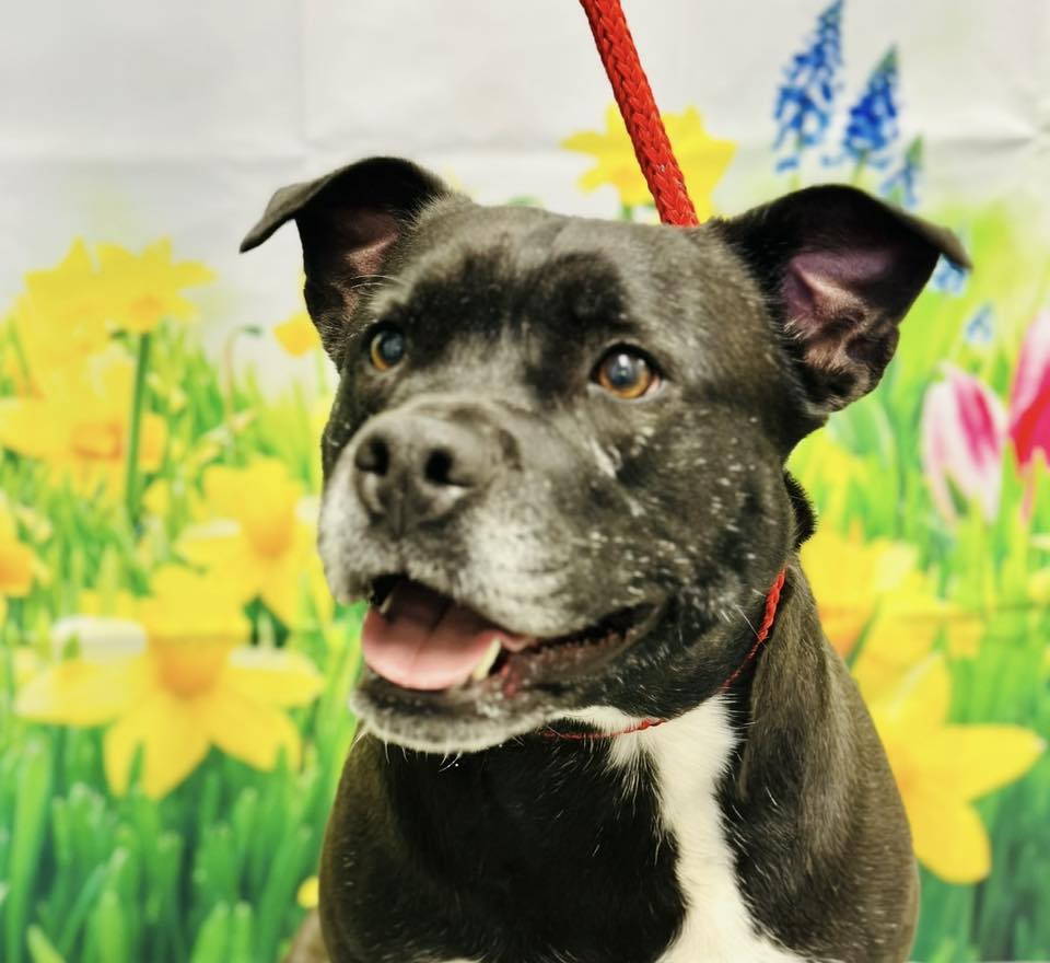 Saphie the pup waits for a second chance after heartbreaking surrender in Ocean County
