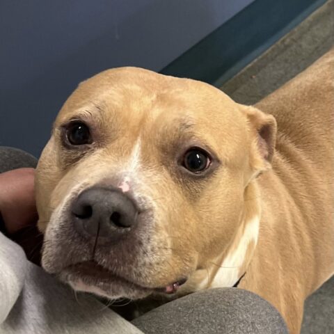 Timid shelter dog blossoms with love, hopes for family - photo licensed by shore news network.