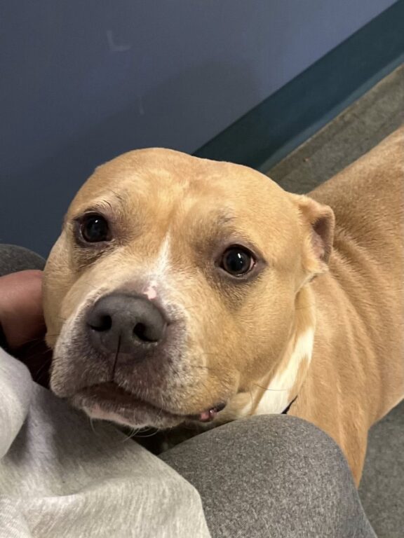 Timid shelter dog blossoms with love, hopes for family