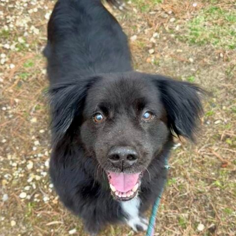 Shelter pleads for rescue as senior dog tommy faces uncertain fate after owner's death - photo licensed by shore news network.