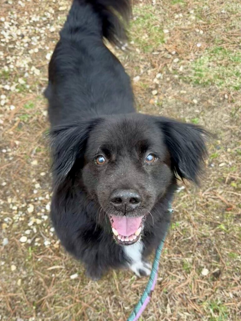 Shelter pleads for rescue as senior dog tommy faces uncertain fate after owner's death - photo licensed by shore news network.