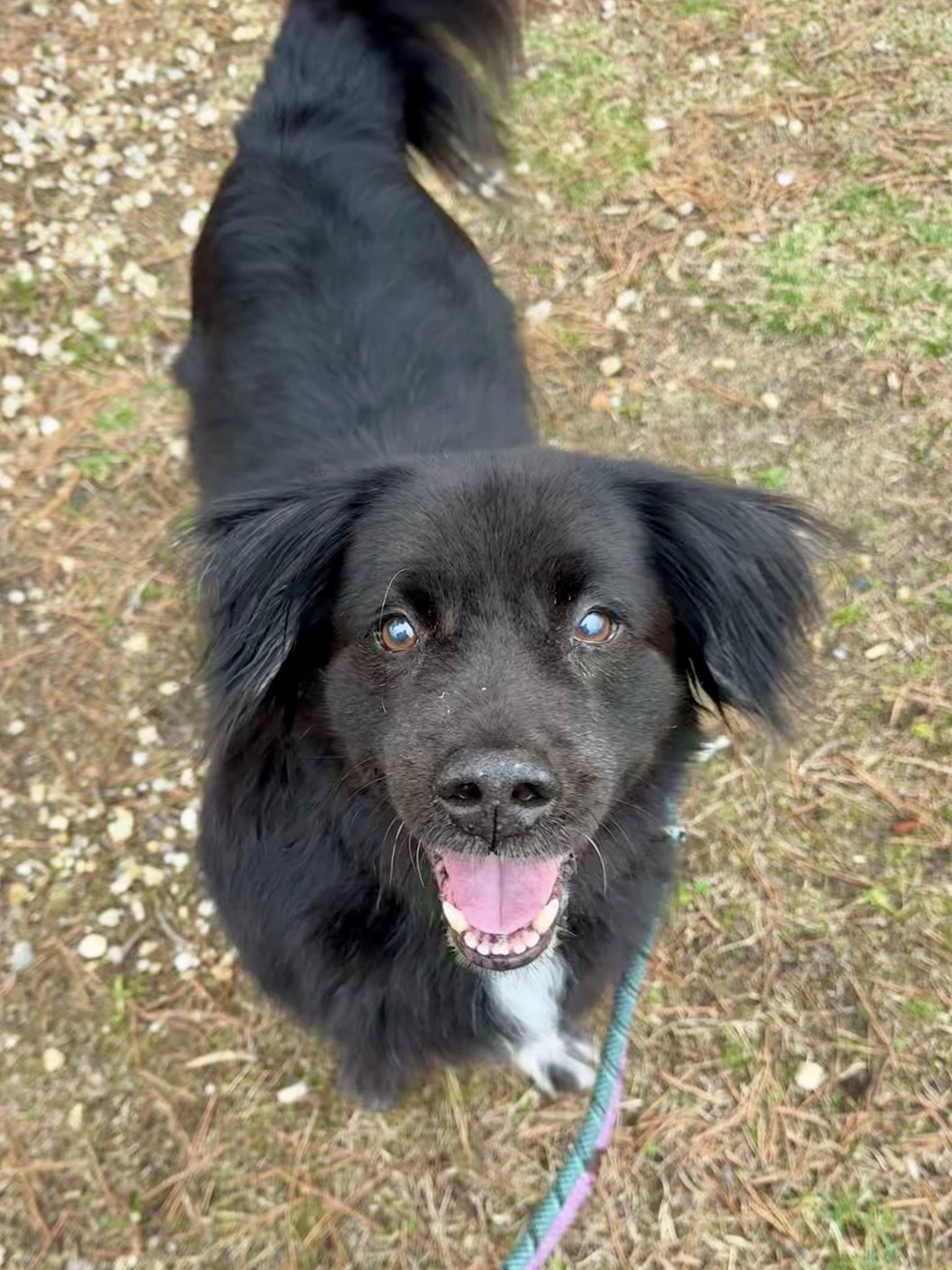 Shelter pleads for rescue as senior dog Tommy faces uncertain fate after owner's death