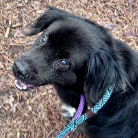 Senior dog waits for rescue in jackson after owner passes - photo licensed by shore news network.