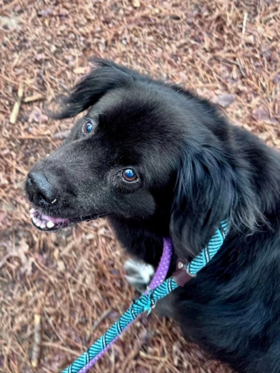 Senior dog waits for rescue in Jackson after owner passes