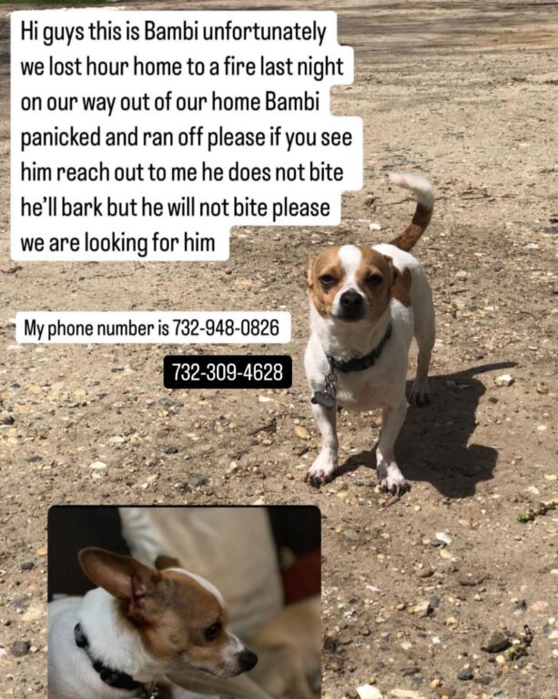 Lakewood fire ends in heartbreak as family dog vanishes in chaos