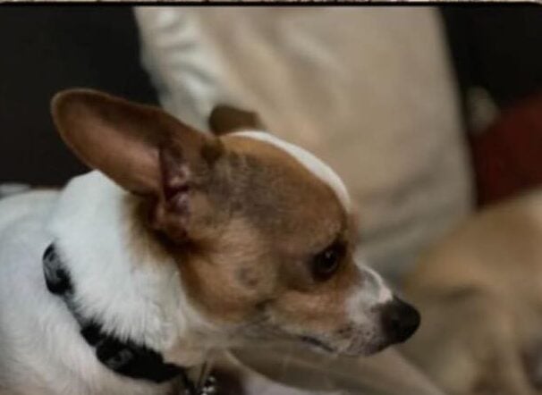 Lakewood fire ends in heartbreak as family dog vanishes in chaos