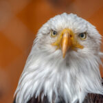A Bald Eagle - File Photo