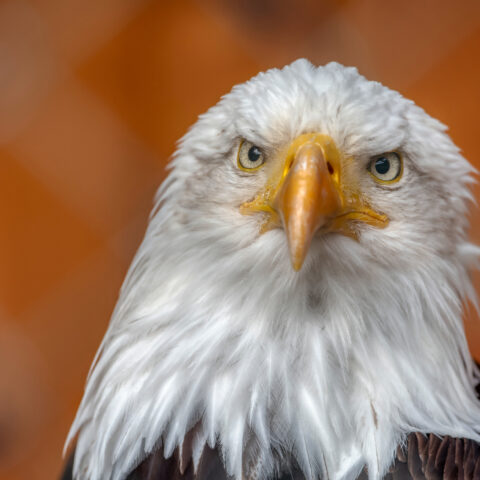 A bald eagle - file photo