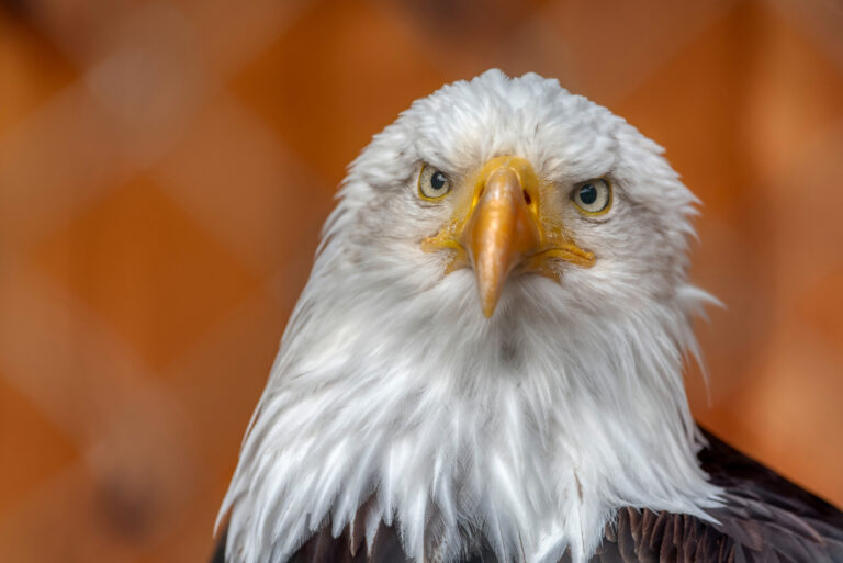 A bald eagle - file photo