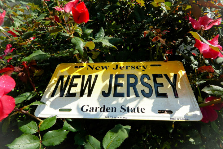 New Jersey License Plate In A Flower Garden. New Jersey the garden state with a license plate in a rose garden