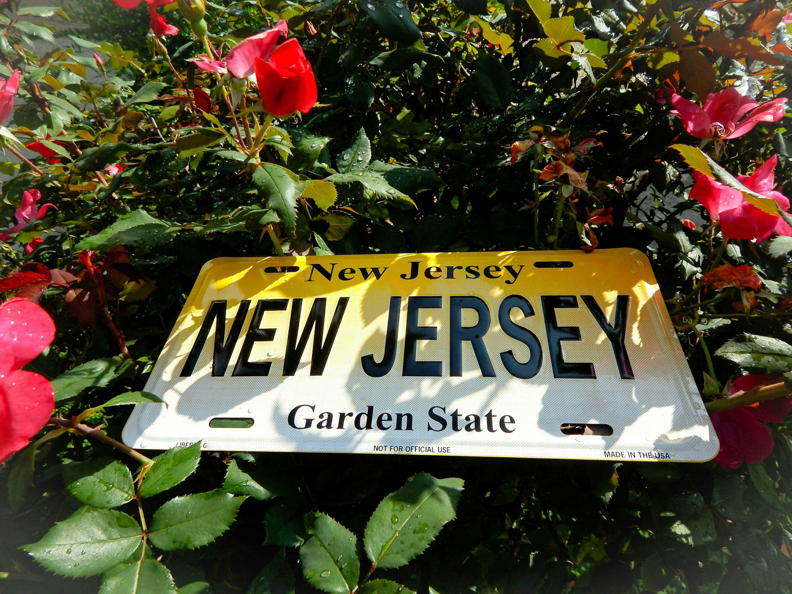 New Jersey License Plate In A Flower Garden. New Jersey the garden state with a license plate in a rose garden