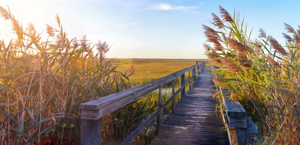 A New Jersey marsh