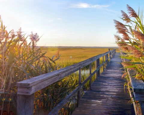 A New Jersey marsh