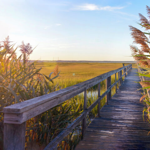 A new jersey marsh