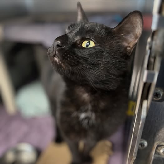 Meet Tonic: The Talkative Cat Bringing Big Energy and Even Bigger Charm to Forked River