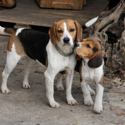 Trump ends harmful and deadly government tests on beagles - photo licensed by shore news network.