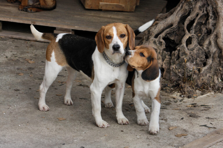 Trump ends harmful and deadly government tests on beagles - photo licensed by shore news network.