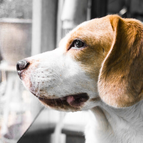 Nih shuts down final beagle lab, ending decades of painful dog experiments - photo licensed by shore news network.