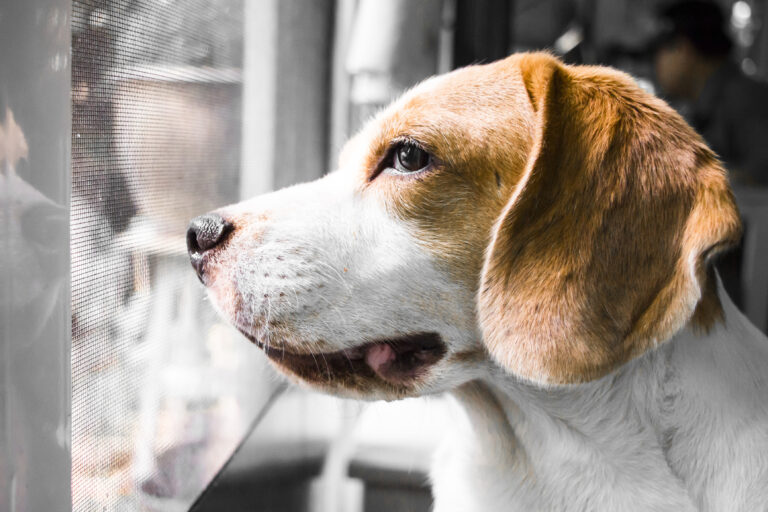 Over 100 dogs rescued from abandoned new jersey animal testing lab didn't know what grass was - photo licensed by shore news network.