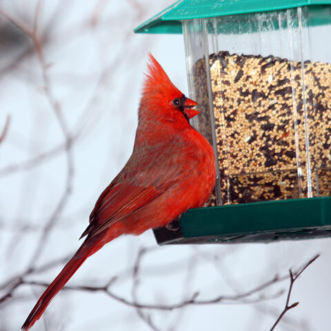 New jersey town bans bird feeders ahead of looming statewide ban - photo licensed by shore news network.