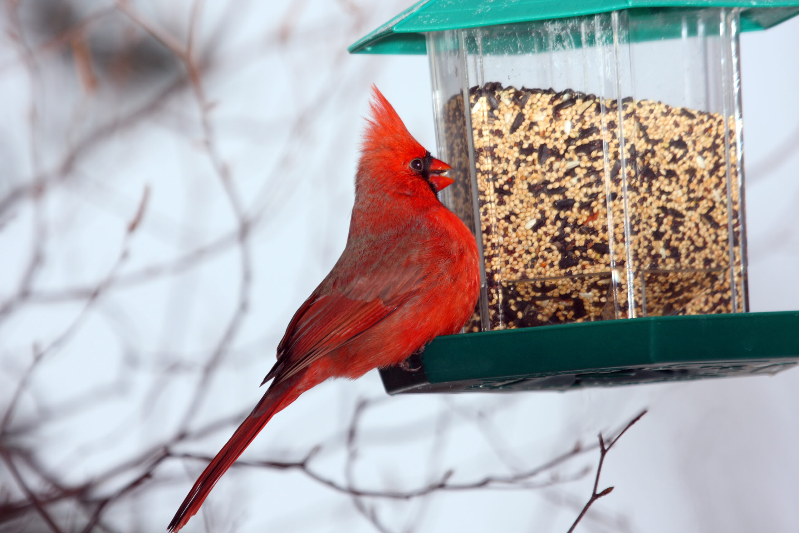 New Jersey Town Bans Bird Feeders Ahead of Looming Statewide Ban
