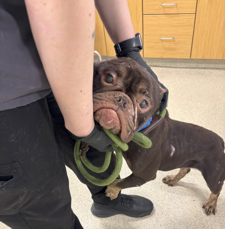 Man arrested after injured dog ‘Lavender’ abandoned in Schenectady, police say Man arrested after injured dog ‘Lavender’ abandoned in Schenectady, police say