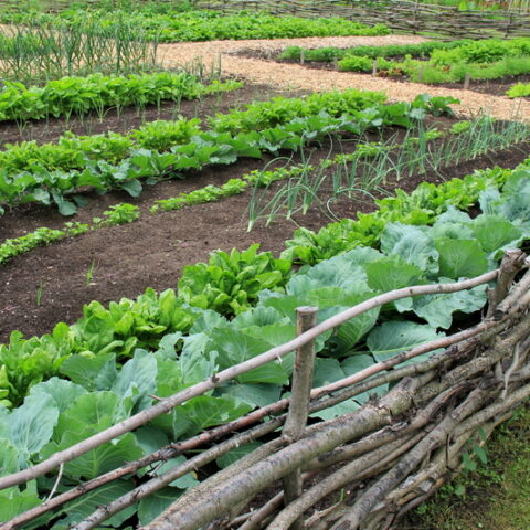Farm to table restaurants at the jersey shore push the limits of creativity and freshness - photo licensed by shore news network.