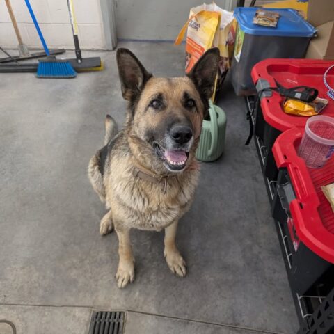 German shepherd found on roosevelt drive in utica - photo licensed by shore news network.