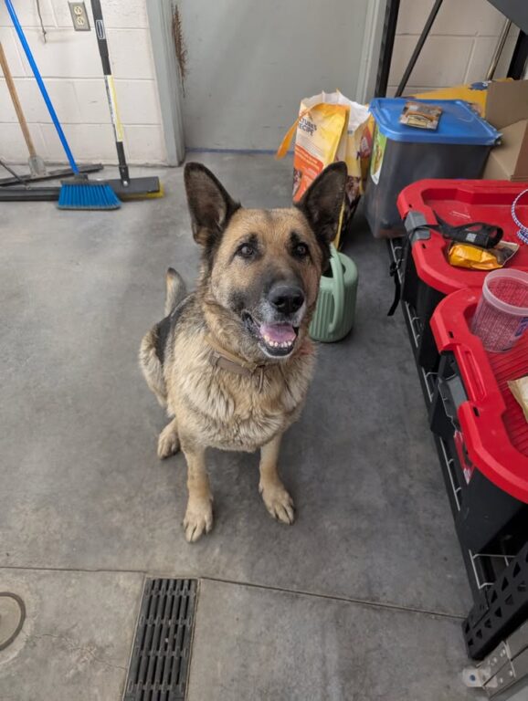 German Shepherd Found on Roosevelt Drive in Utica