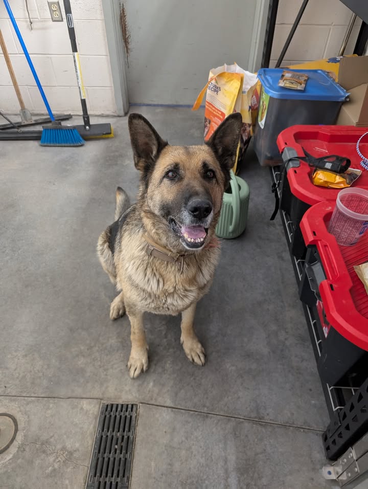 German Shepherd Found on Roosevelt Drive in Utica