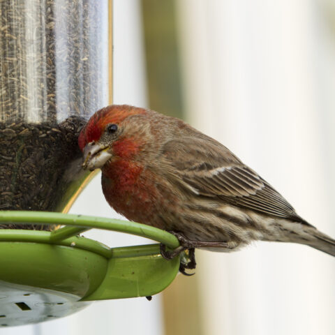 New jersey bird feeder ban remains stalled but it's not dead yet - photo licensed by shore news network.