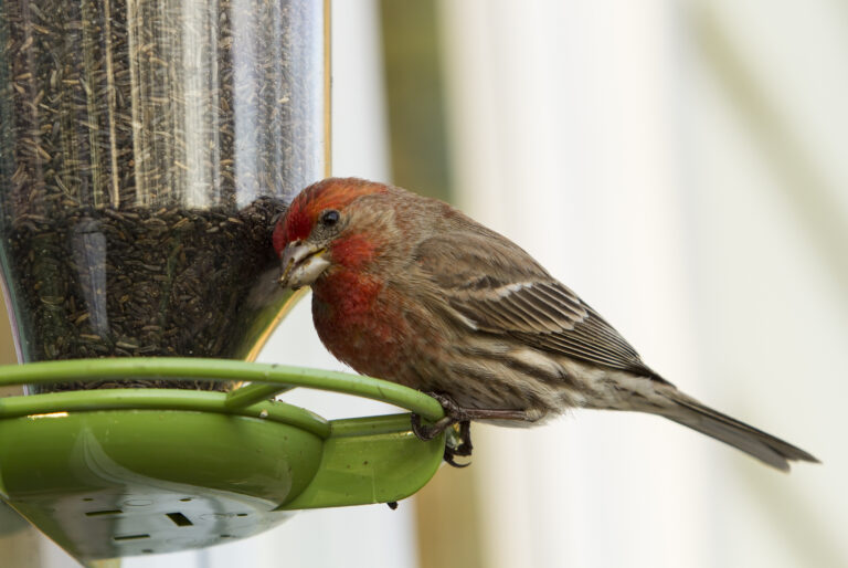 New jersey bird feeder ban remains stalled but it's not dead yet - photo licensed by shore news network.