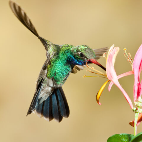 First hummingbirds of the season arrive in new jersey - photo licensed by shore news network.