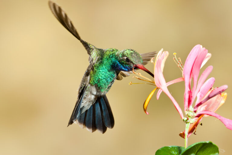 First hummingbirds of the season arrive in new jersey - photo licensed by shore news network.
