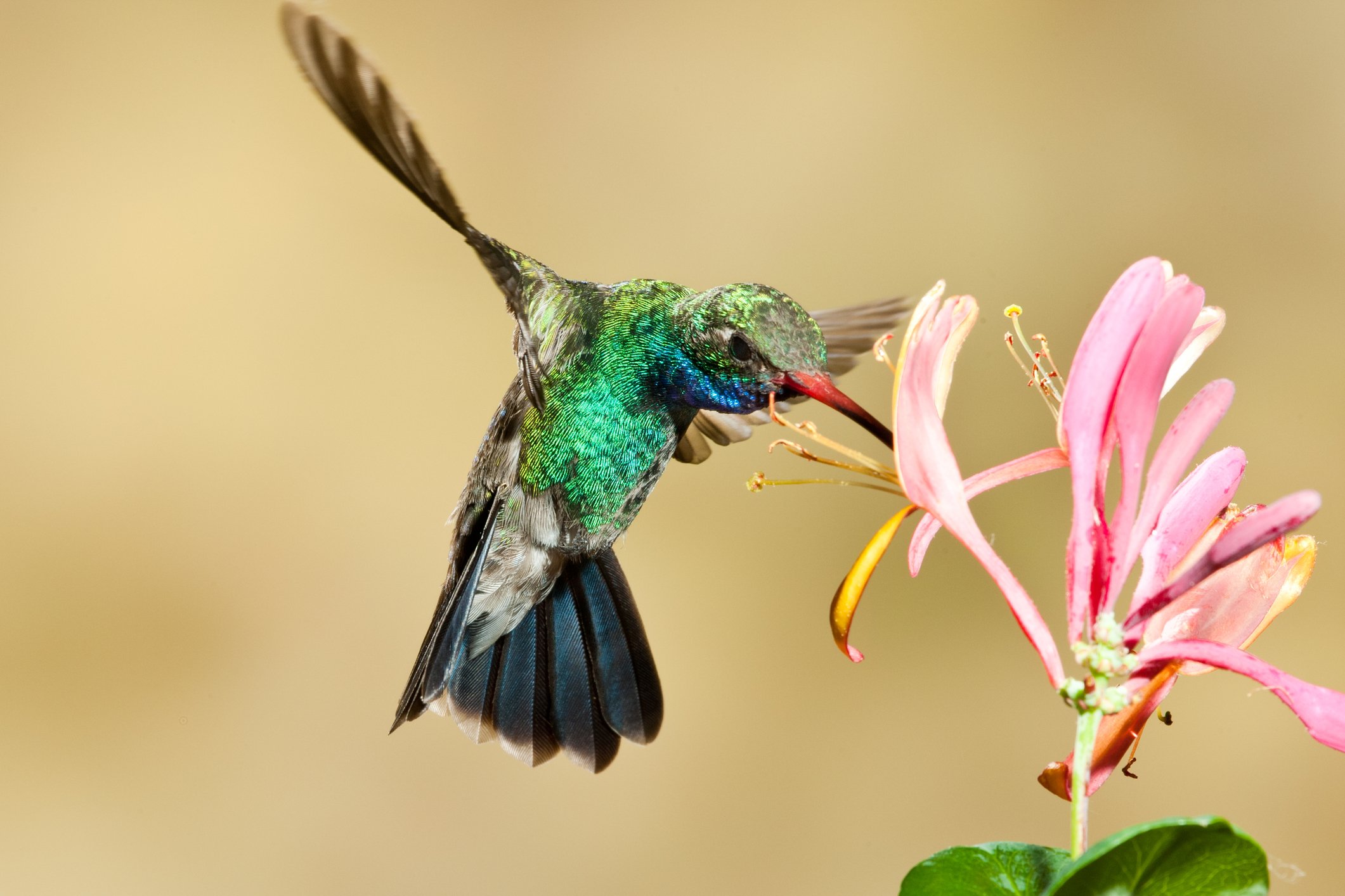 First hummingbirds of the season arrive in New Jersey