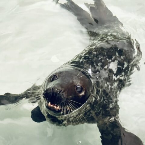 Young seal found wounded on new jersey beach recovering - photo licensed by shore news network.