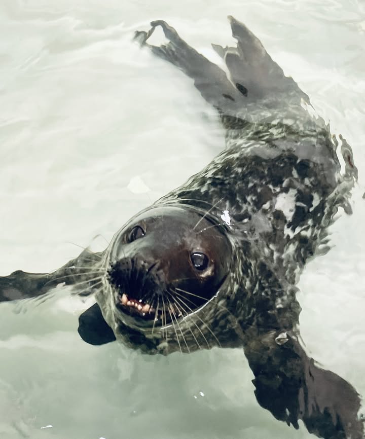 Young seal found wounded on New Jersey beach recovering