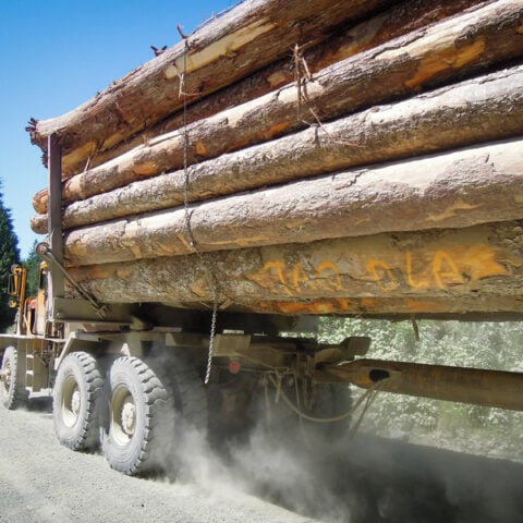 Justice department wins legal battles to greenlight timber projects in three states - photo licensed by shore news network.