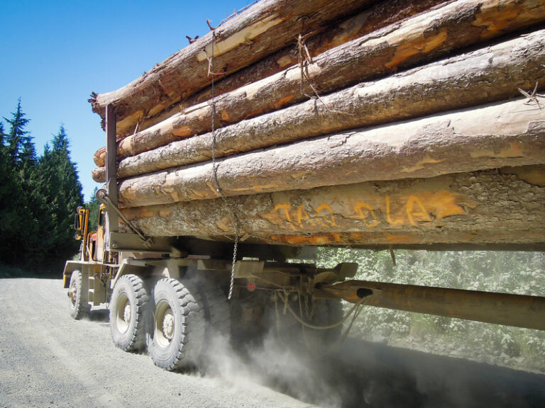 Justice department wins legal battles to greenlight timber projects in three states - photo licensed by shore news network.