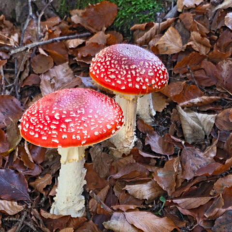 Drug bust nets cocaine, mushrooms, marijuana, $17k cash in allentown raid - photo licensed by shore news network.