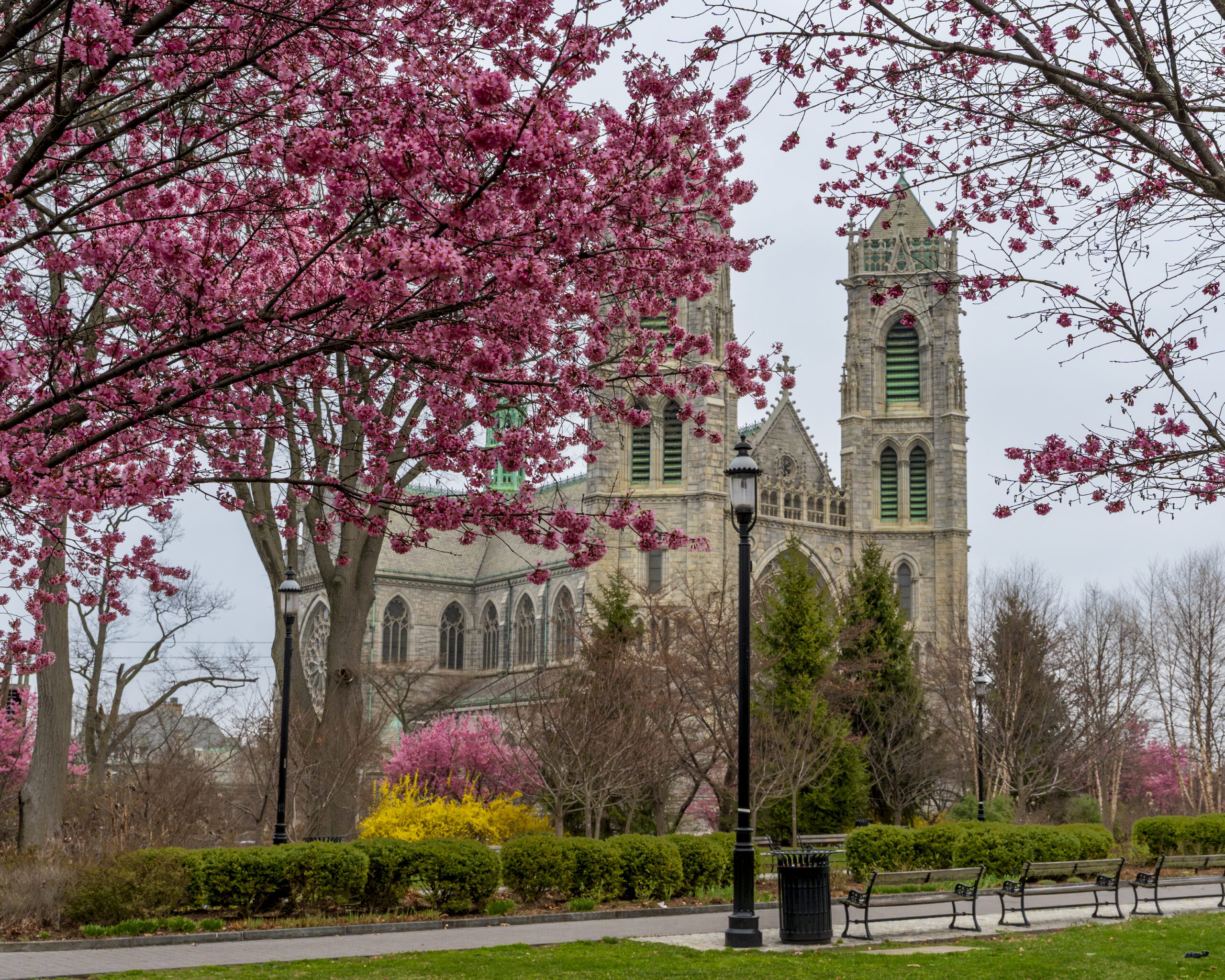 Newark s Cathedral Basilica of the Sacred Heart, framed by vibrant cherry blossoms, blends stunning French Gothic architecture with the beauty of spring in full bloom