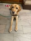 This dog helps veterans cope with stress in courtroom sessions