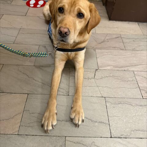 This dog helps veterans cope with stress in courtroom sessions - photo licensed by shore news network.
