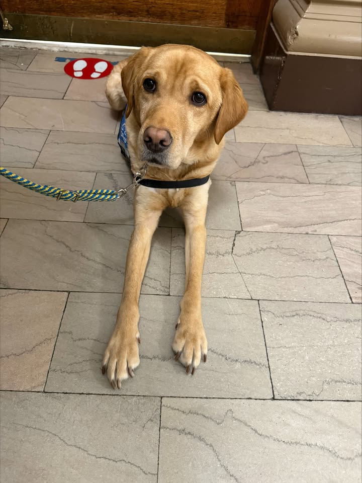 This dog helps veterans cope with stress in courtroom sessions