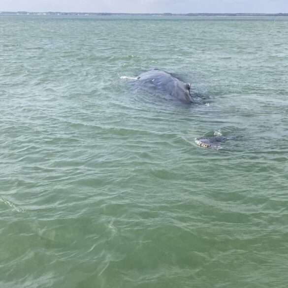 Dead humpback whale washes ashore in delaware’s indian river bay - photo licensed by shore news network.