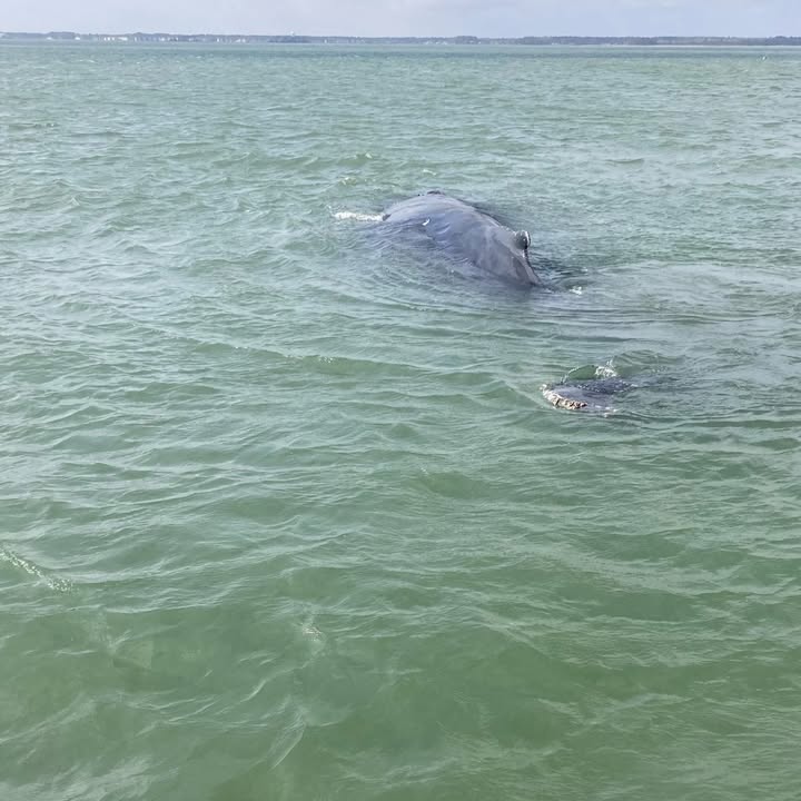Dead humpback whale washes ashore in Delaware’s Indian River Bay