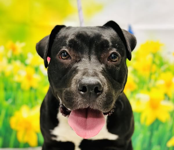 Meet Professor Wiggle Bottoms: Southern Ocean County Animal Shelter’s four-legged scholar steals hearts